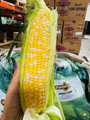 Instant Corn - 5 pcs