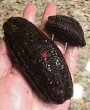 加拿大北极圆筒海参