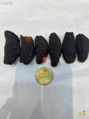 加拿大北极圆筒海参