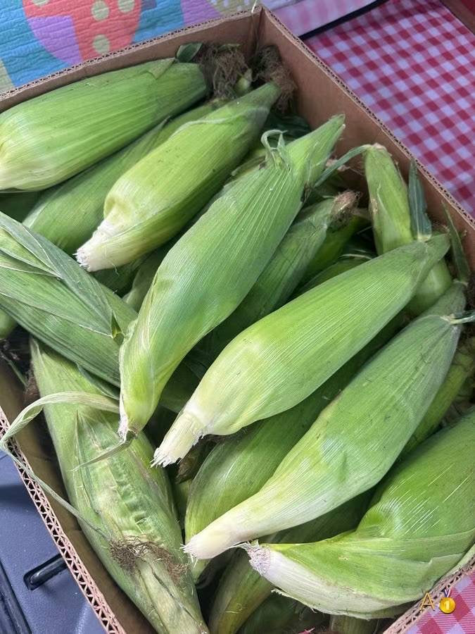 Waxy Corn 🌽🌽🌽