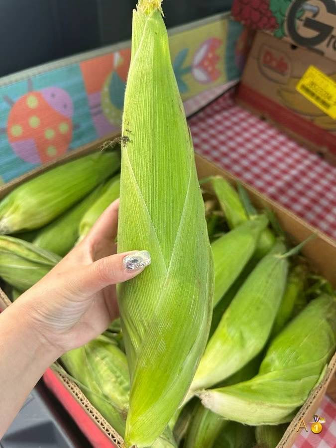 Waxy Corn 🌽🌽🌽