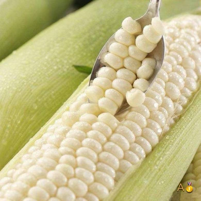 찰옥수수🌽🌽🌽