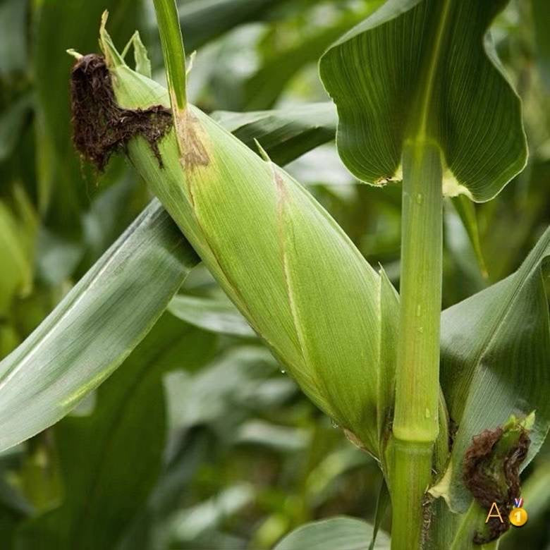 Waxy Corn 🌽🌽🌽