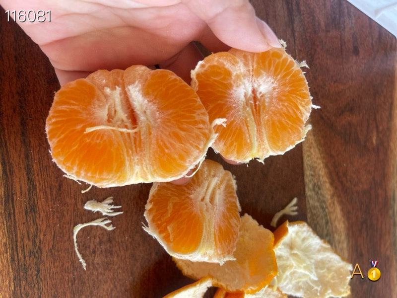 正宗以色列橘子
