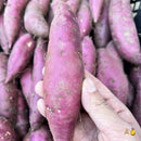 日本品种小红薯