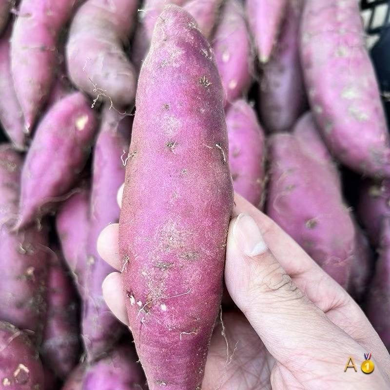 Sandy Sweet Potatoes 5 lbs