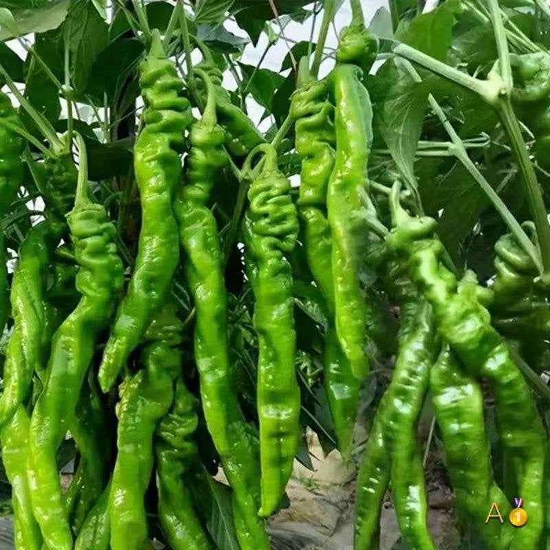 This week's local vegetables are picked