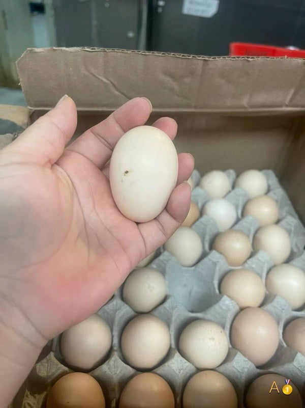 white newborn eggs