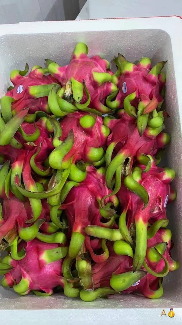 Ecuador 🇪🇨🇻🇳white flesh dragon fruit