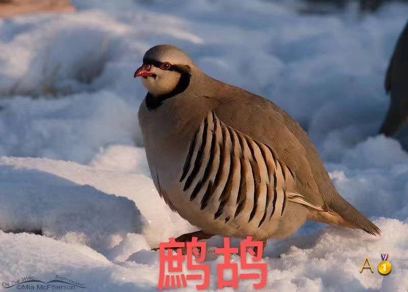 凶猛的野山鸡和珍珠鸡