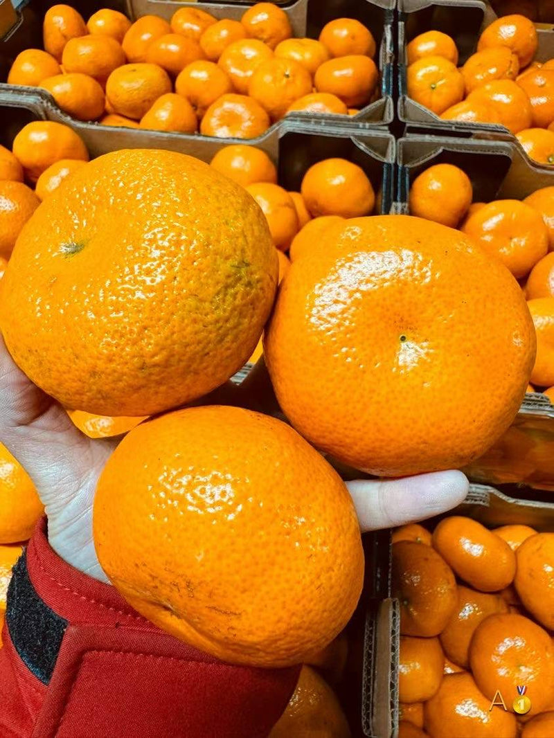 Argentine Sweet Orange