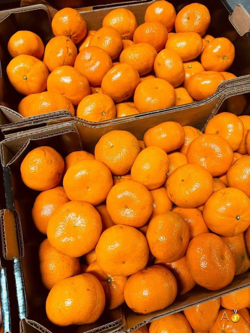 Argentine Sweet Orange