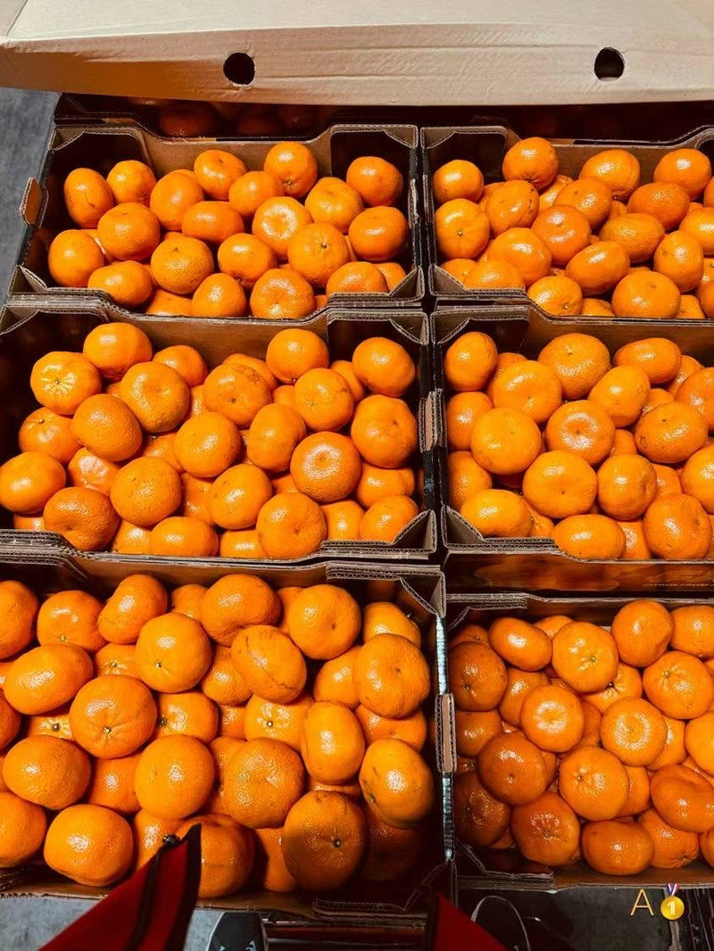 Argentine Sweet Orange