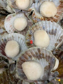 南极纯野生无边大带子