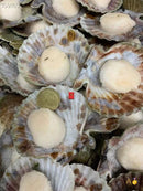 南极纯野生无边大带子