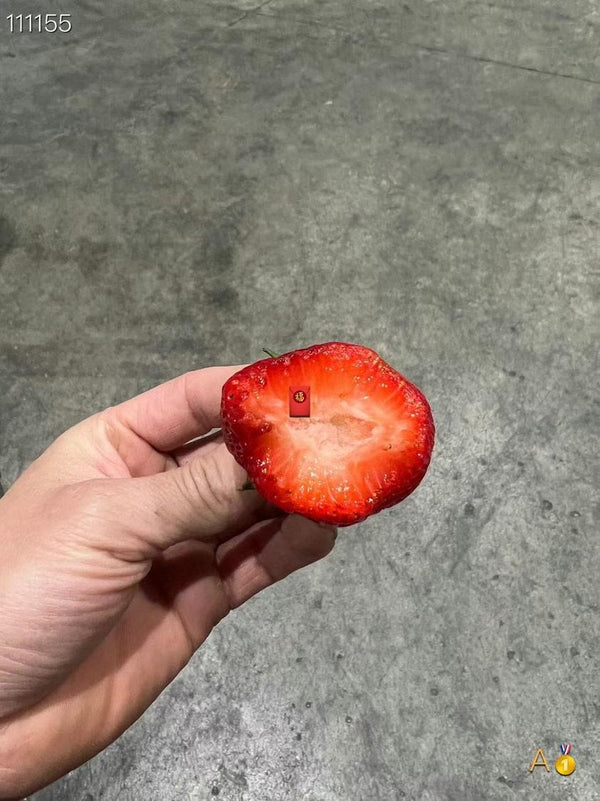 FOXY新鲜草莓