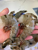 产自印度大个老虎虾