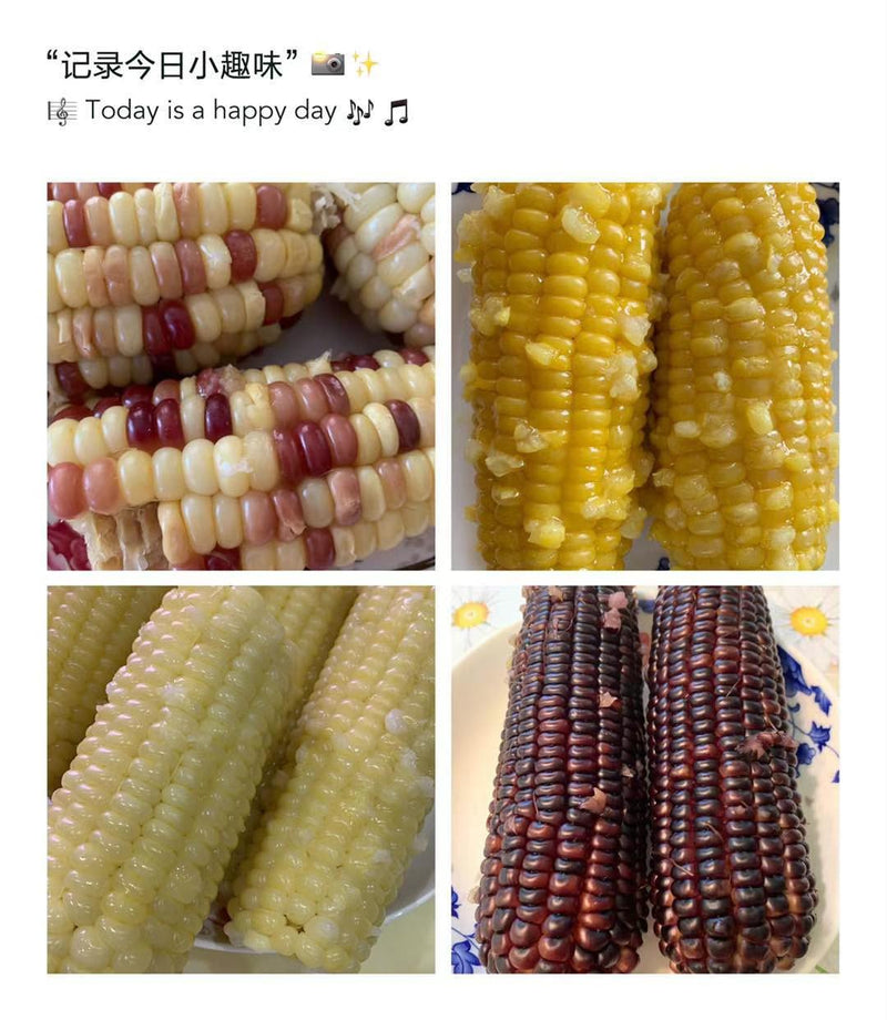 Waxy Corn 🌽🌽🌽